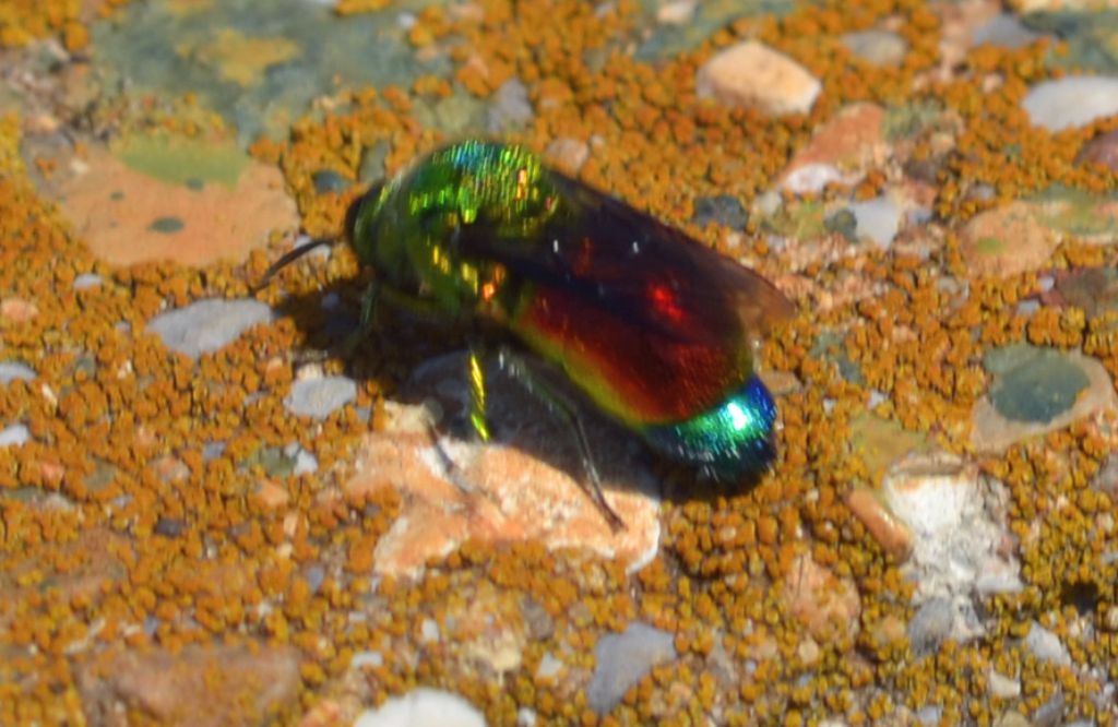 Chrysididae - Stilbum cyanurum